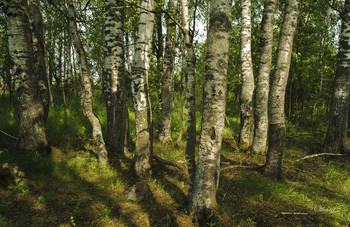 Birch. / ***