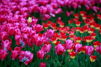 Tulips / ***