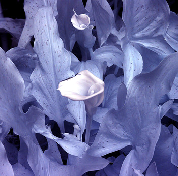  / Infrared