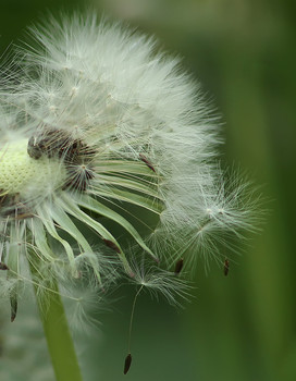 Fly away ... / ***