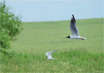 Für den Fisch / ***