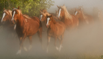 Herde / ***