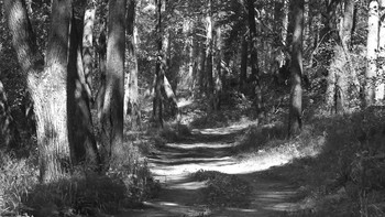 Wald. / ***