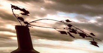 Wind / ***