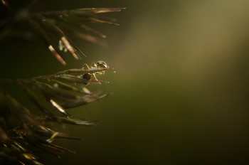 Spinne / ***