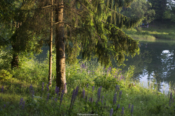 Forest Lake / ***