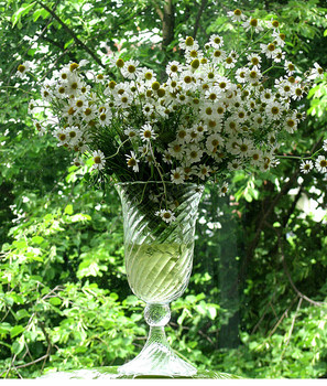 Gänseblümchen / ***