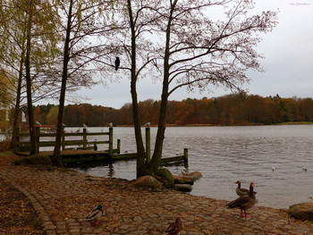 Herbst-Landschaft / ***