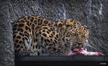 Leopard / ***