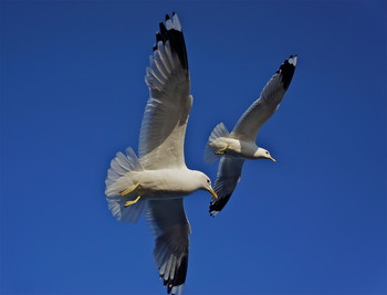 Im Flug ... / ***