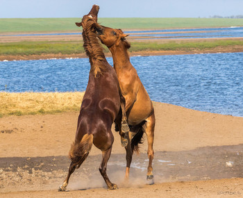 Duell / ***