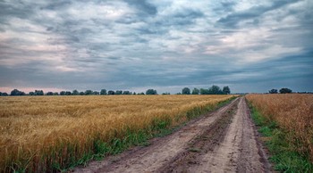 Julimorgen / ***