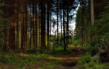 Morgendämmerung / ***