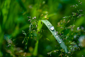 Nach dem Regen / ***