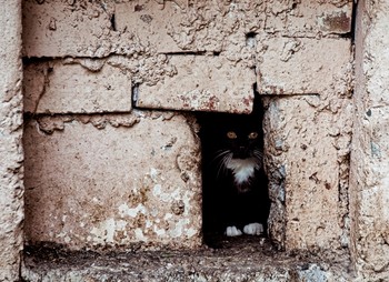 just another brick in the wall / ***