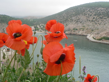 Rote Mohnblumen / ***