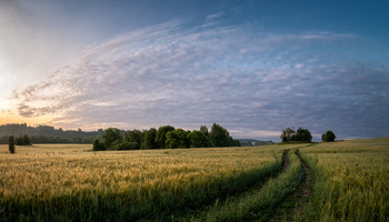 Feld / ...