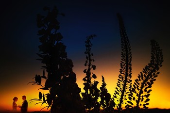 Perfect sunset / ***