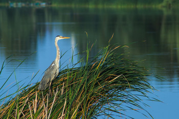 Morgen auf dem See / ***