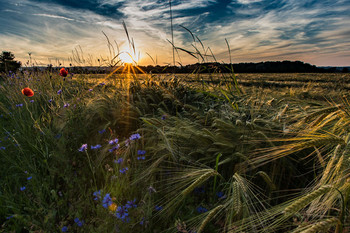 Sunset / Sonnenuntergang am Feldrand hinterm Haus