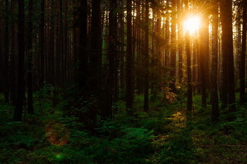 Abend im Wald / ***