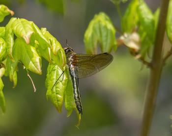  / (Somatochlora metallika)
