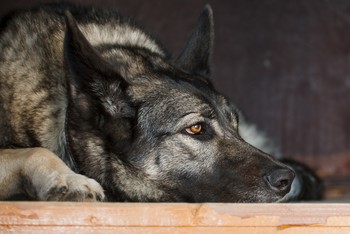 Porträt eines Hundes / ***