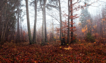 Herbst / ***