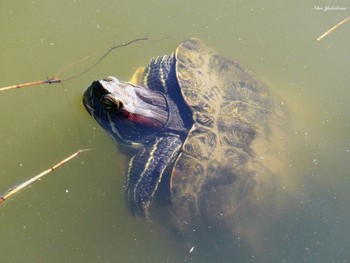 Turtle / ***