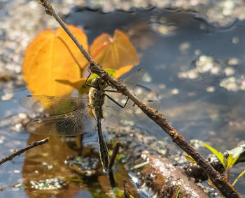  / (Gomphus vulgatissimus)