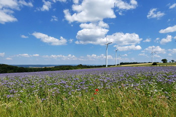 Energie, Wind und Sonne und Pflanzen / im Weserbergland, Windpark bei Höxter - Bosseborn