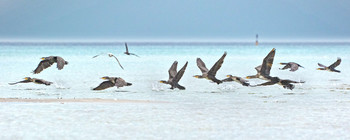 Kormorane / Bönnerup Strand, Region Mitteljütland, Dänemark
Der Kormoran ist eine Vogelart aus der Familie der Kormorane. Das Verbreitungsgebiet der Art umfasst große Teile Europas, Asiens und Afrikas, außerdem Australien und Neuseeland sowie Grönland und die Ostküste Nordamerikas. Wikipedia
Wissenschaftlicher Name: Phalacrocorax carbo
Erhaltungszustand: Ungefährdet (Zunehmend) Encyclopedia of Life
Gewicht: 2,6 – 3,7 kg Encyclopedia of Life
Familie: Kormorane (Phalacrocoracidae)
Länge: 84 – 90 cm Encyclopedia of Life
Wiki