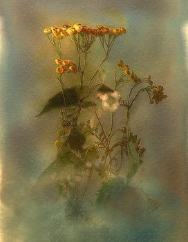 Tansy / ***