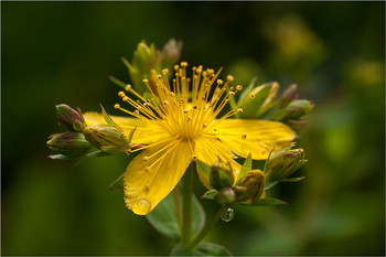 Tutsan / ***