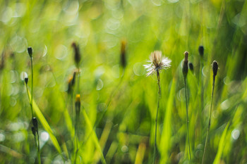 Summer Dreams / ***