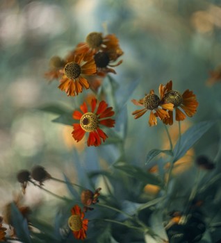 Helenium. / helenium.