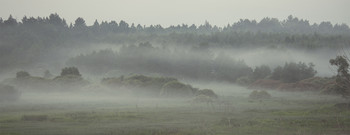 Nebliger Morgen / ***