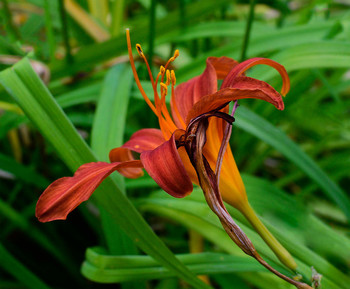  / flora