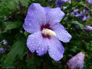 Nach dem Regen / ***