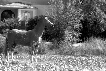  / fomapan