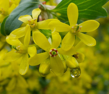  / flora
