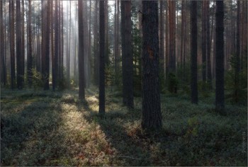 Morgen in einem Kiefernwald / ***