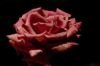 Rose / ***