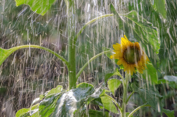 "Regen" / ***