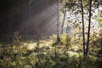 Morgen in den Wald / ***