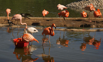  / Zoo