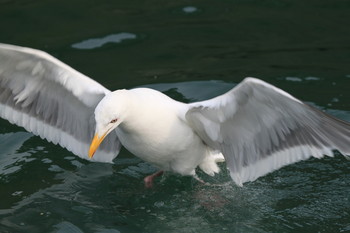 Im Flug / ***