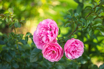 Roses / ***