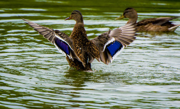 Auf dem Teich / ***