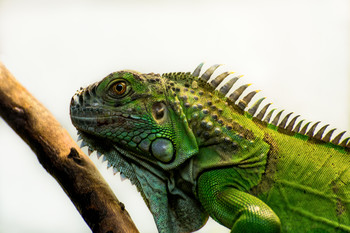 Drache / ***